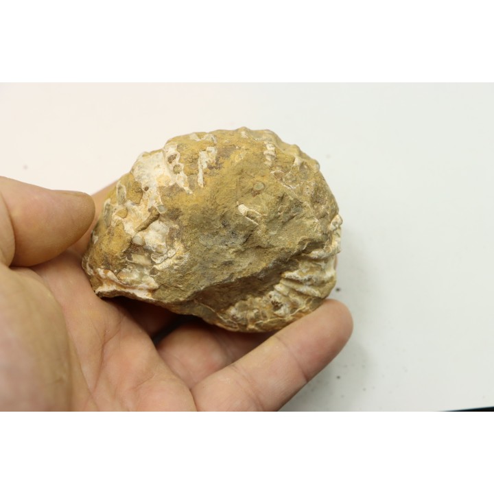 Unprepared DOUVILLEICERAS - albian - MADAGASCAR