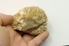 Unprepared DOUVILLEICERAS - albian - MADAGASCAR