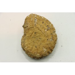 Nodule de DOUVILLEICERAS à dégager - albien - MADAGASCAR