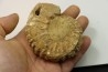 Nodule de DOUVILLEICERAS à dégager - albien - MADAGASCAR