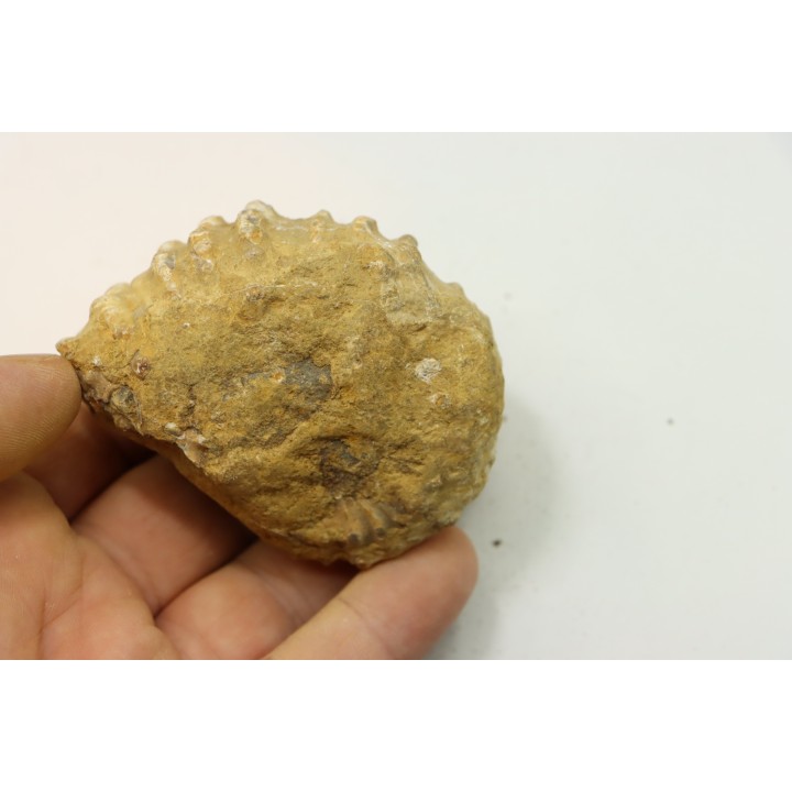 Unprepared DOUVILLEICERAS - albian - MADAGASCAR