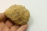 Unprepared DOUVILLEICERAS - albian - MADAGASCAR