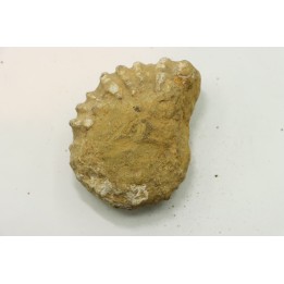 Unprepared DOUVILLEICERAS - albian - MADAGASCAR