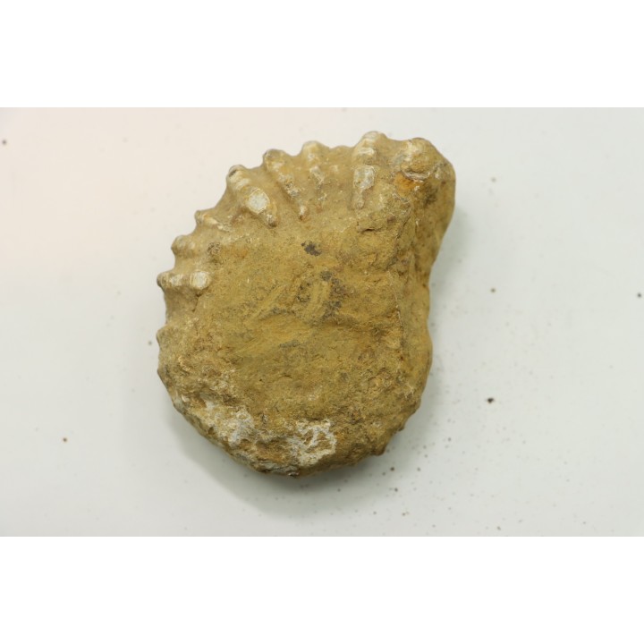 Nodule de DOUVILLEICERAS à dégager - albien - MADAGASCAR