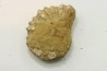Nodule de DOUVILLEICERAS à dégager - albien - MADAGASCAR