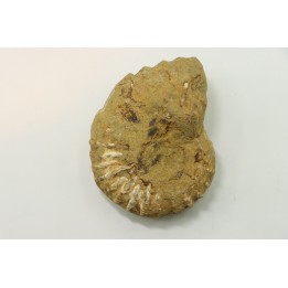 Nodule de DOUVILLEICERAS à dégager - albien - MADAGASCAR