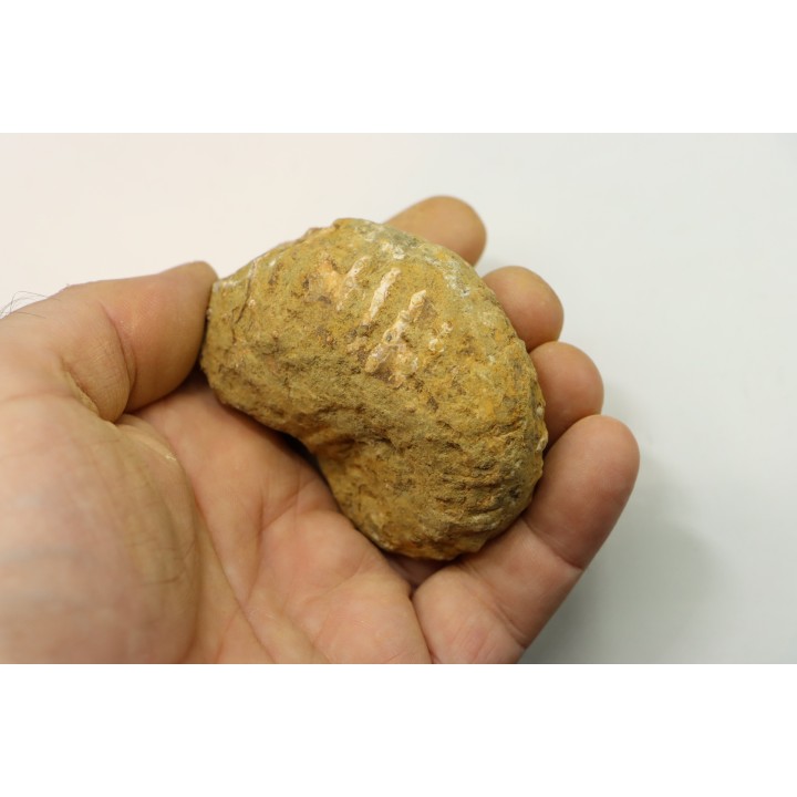 Nodule de DOUVILLEICERAS à dégager - albien - MADAGASCAR