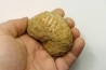 Nodule de DOUVILLEICERAS à dégager - albien - MADAGASCAR
