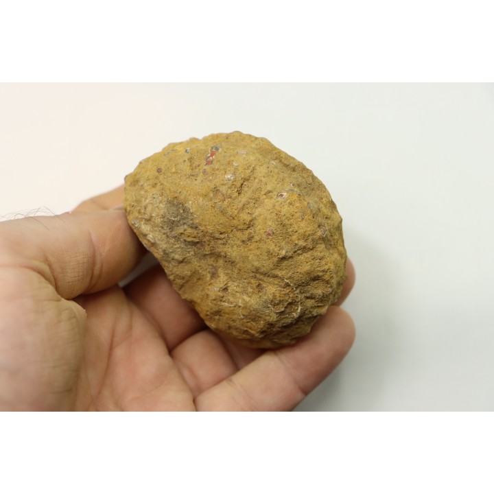 Nodule de DOUVILLEICERAS à dégager - albien - MADAGASCAR