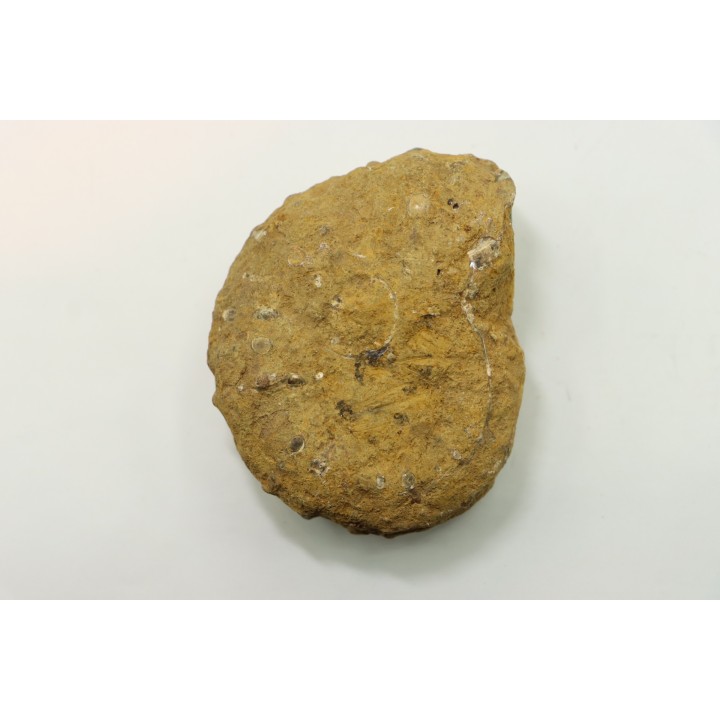 Nodule de DOUVILLEICERAS à dégager - albien - MADAGASCAR