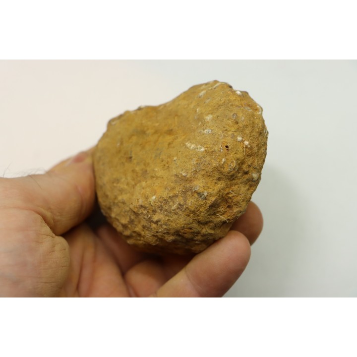 Nodule de DOUVILLEICERAS à dégager - albien - MADAGASCAR