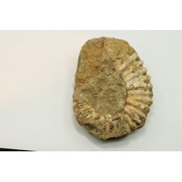 Unprepared DOUVILLEICERAS - albian - MADAGASCAR
