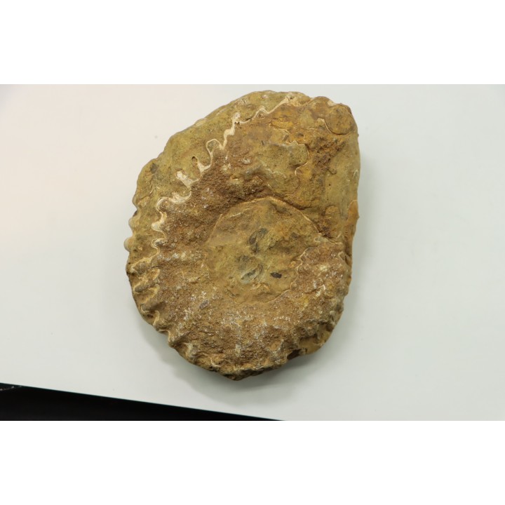 Nodule de DOUVILLEICERAS à dégager - albien - MADAGASCAR