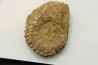 Nodule de DOUVILLEICERAS à dégager - albien - MADAGASCAR