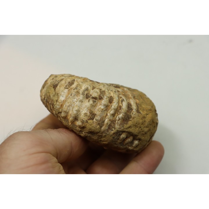 Unprepared DOUVILLEICERAS - albian - MADAGASCAR