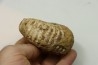 Nodule de DOUVILLEICERAS à dégager - albien - MADAGASCAR