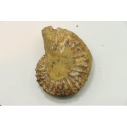 Nodule de DOUVILLEICERAS à dégager - albien - MADAGASCAR