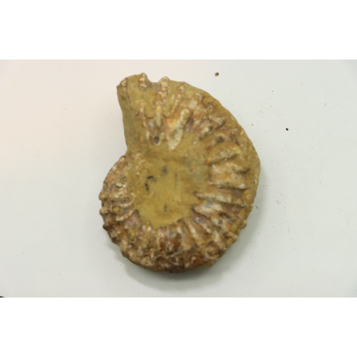 Nodule de DOUVILLEICERAS à dégager - albien - MADAGASCAR
