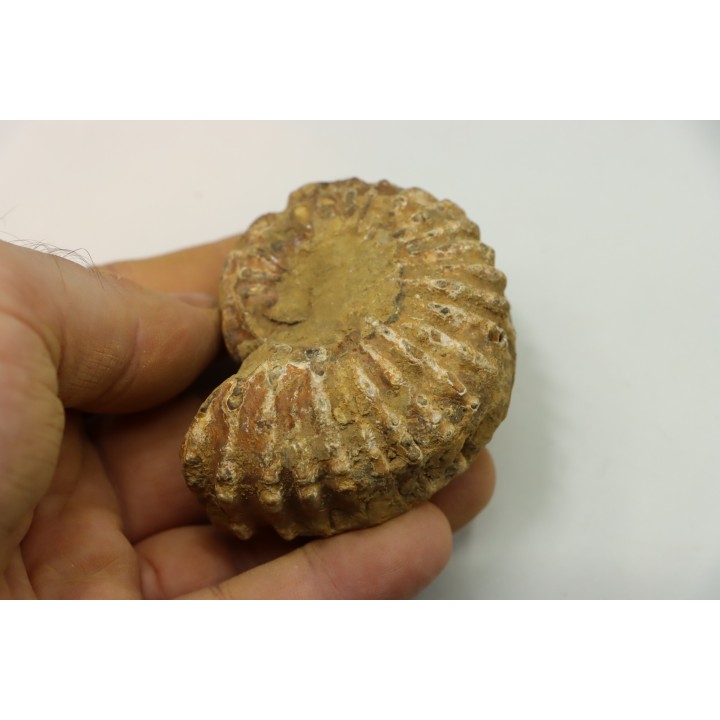 Nodule de DOUVILLEICERAS à dégager - albien - MADAGASCAR