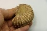 Unprepared DOUVILLEICERAS - albian - MADAGASCAR