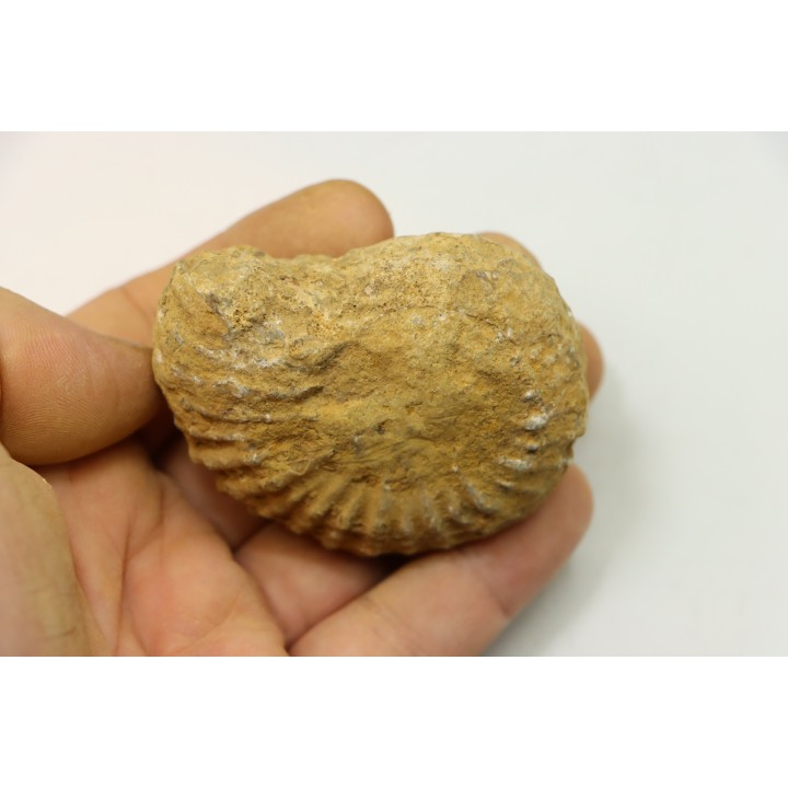 Unprepared DOUVILLEICERAS - albian - MADAGASCAR