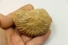 Unprepared DOUVILLEICERAS - albian - MADAGASCAR