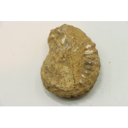 Unprepared DOUVILLEICERAS - albian - MADAGASCAR