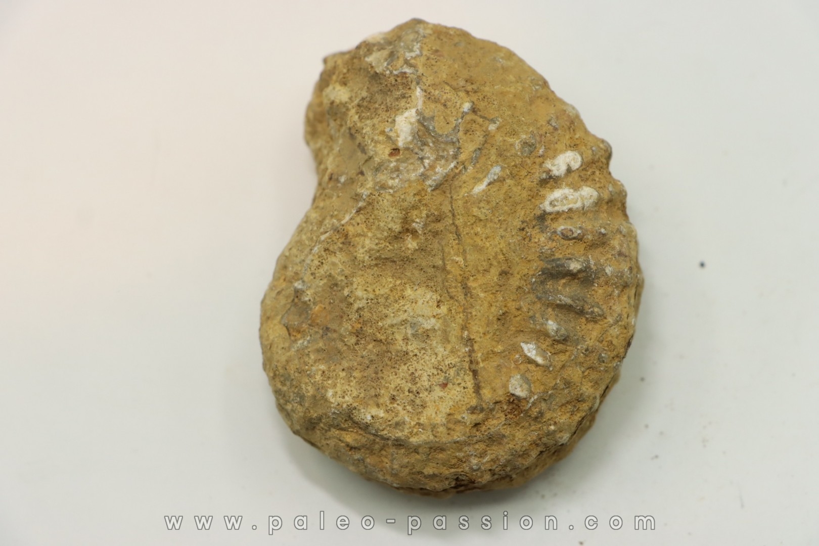 Nodule de DOUVILLEICERAS à dégager - albien - MADAGASCAR