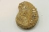 Nodule de DOUVILLEICERAS à dégager - albien - MADAGASCAR