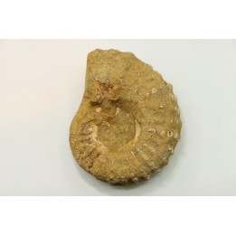 Nodule de DOUVILLEICERAS à dégager - albien - MADAGASCAR