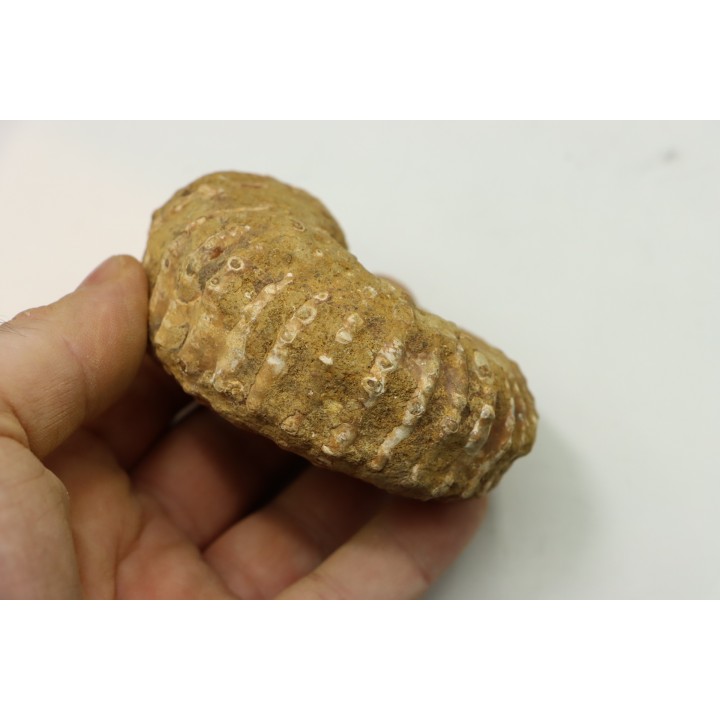 Unprepared DOUVILLEICERAS - albian - MADAGASCAR