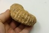 Nodule de DOUVILLEICERAS à dégager - albien - MADAGASCAR