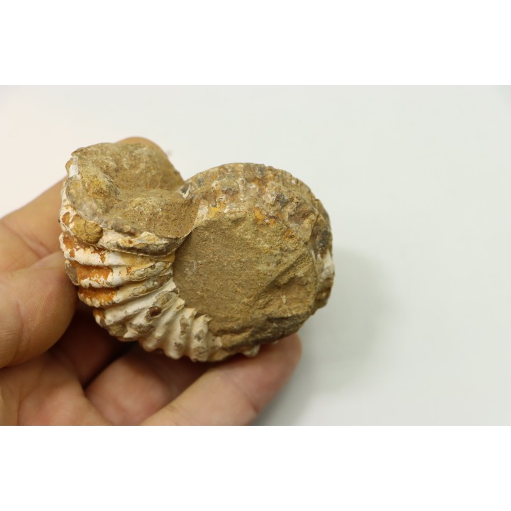Unprepared DOUVILLEICERAS - albian - MADAGASCAR