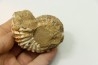 Unprepared DOUVILLEICERAS - albian - MADAGASCAR