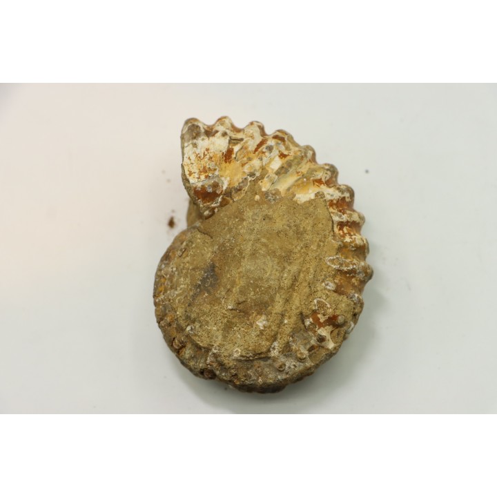 Nodule de DOUVILLEICERAS à dégager - albien - MADAGASCAR