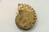 Nodule de DOUVILLEICERAS à dégager - albien - MADAGASCAR