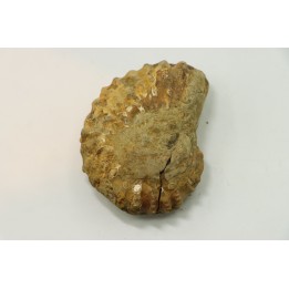Nodule de DOUVILLEICERAS à dégager - albien - MADAGASCAR