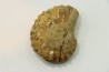 Nodule de DOUVILLEICERAS à dégager - albien - MADAGASCAR