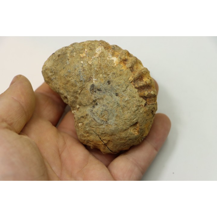 Nodule de DOUVILLEICERAS à dégager - albien - MADAGASCAR