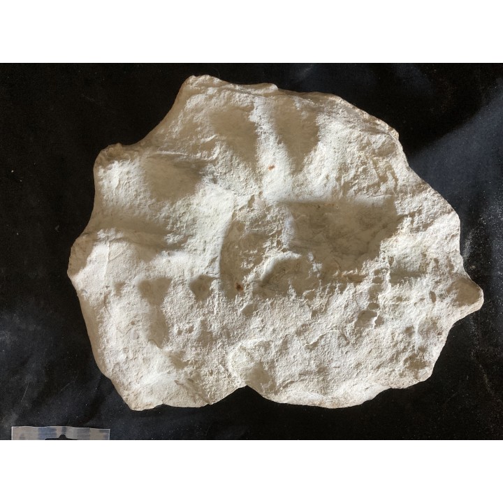 Mammites nodosoides - turonien - Cap blanc Nez - FRANCE