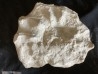 Mammites nodosoides - turonian - Cap blanc Nez - FRANCE