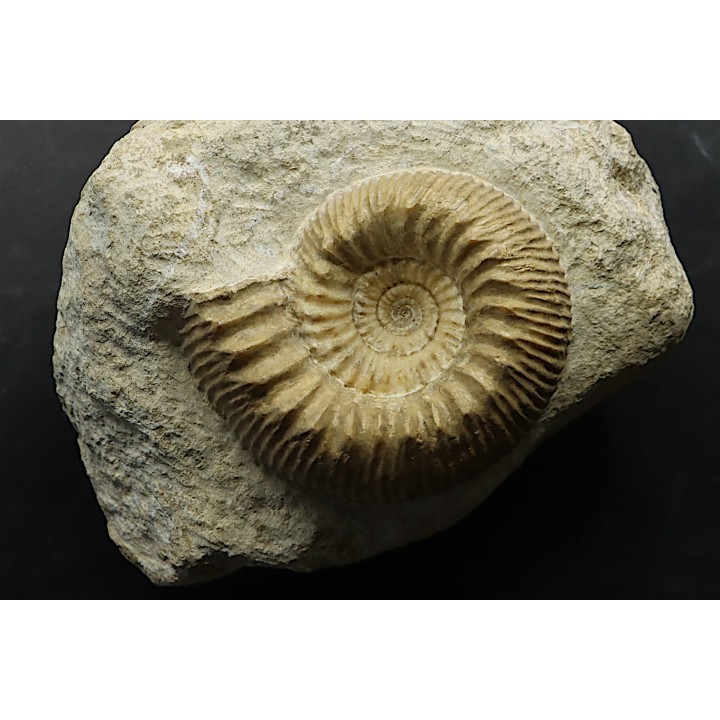 TELOCERAS BLAGDENI - Bajocien - Meurthe et Moselle - FRANCE