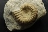 TELOCERAS BLAGDENI - Bajocian - Meurthe et Moselle - FRANCE