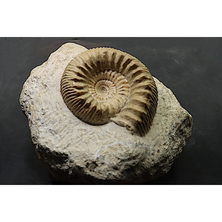 TELOCERAS BLAGDENI - Bajocien - Meurthe et Moselle - FRANCE