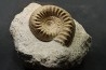 TELOCERAS BLAGDENI - Bajocien - Meurthe et Moselle - FRANCE