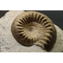 TELOCERAS BLAGDENI - Bajocian - Meurthe et Moselle - FRANCE