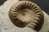 TELOCERAS BLAGDENI - Bajocian - Meurthe et Moselle - FRANCE
