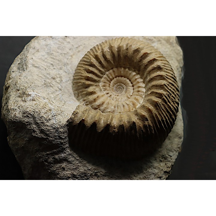 TELOCERAS BLAGDENI - Bajocien - Meurthe et Moselle - FRANCE