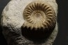 TELOCERAS BLAGDENI - Bajocien - Meurthe et Moselle - FRANCE