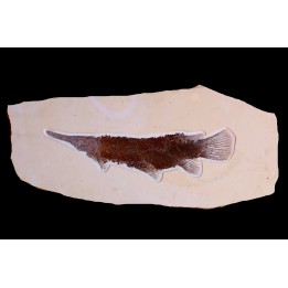poisson fossile LEPIDOSTEUS SIMPLEX - eocène - USA